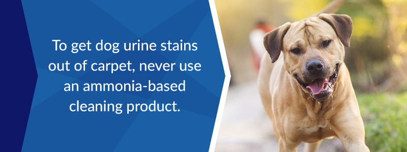 Never us an ammonia-based cleaning product to get dog urine stains out of carpet.